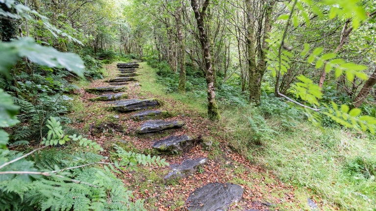 Lithrig slate path at Ty Mawr Wybrnant, Conwy, with ferns and grass along the steps